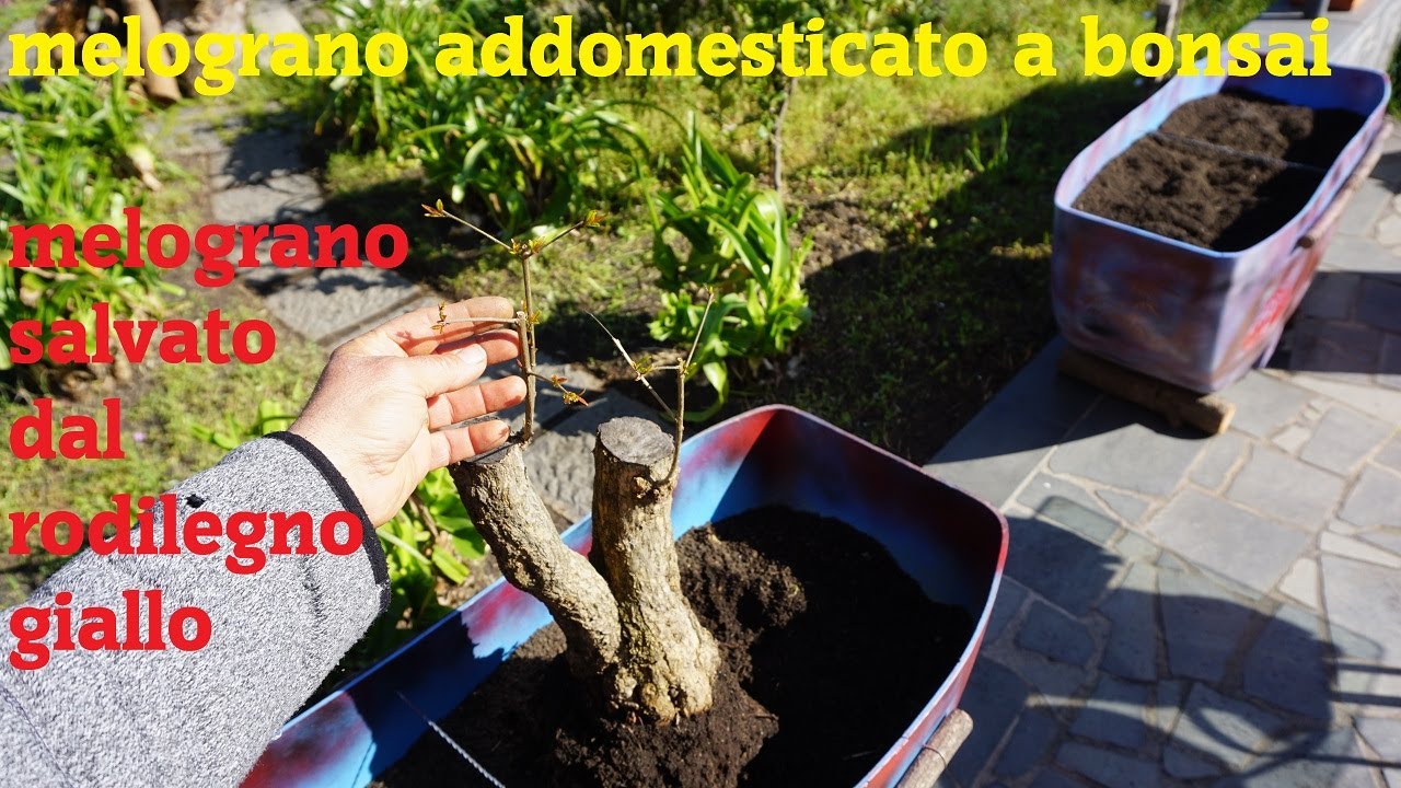 Albero di melograno addomesticato a Bonsai