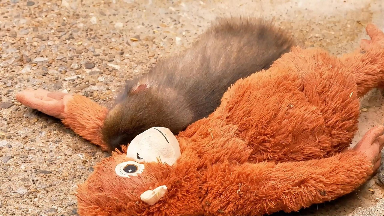 Punch the Baby Monkey Cuddles IKEA Orangutan Toy Oran-Mama 🐒🧸｜把玩偶當媽媽的小獼猴PUNCH