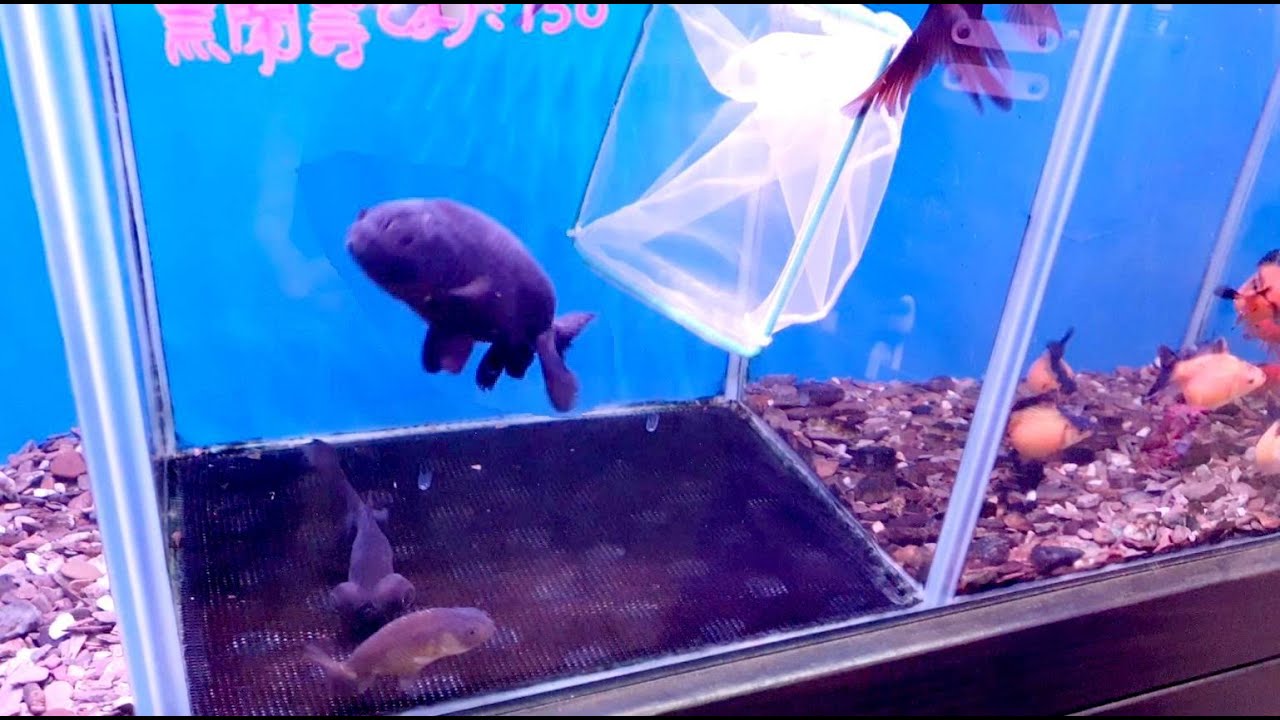 去魚店買小蘭壽【嘉義鄉井水族】白同學水族