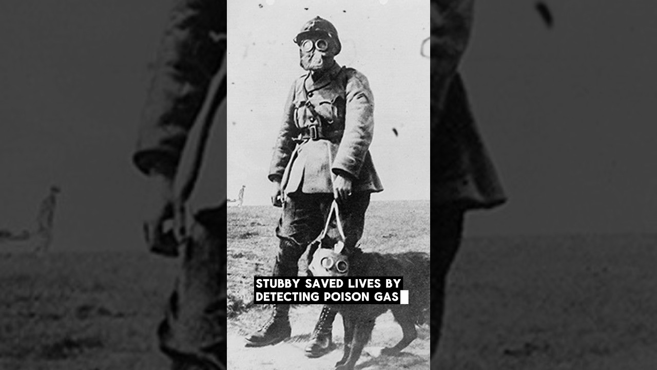 Sergeant Stubby, The Hero Dog of World War I