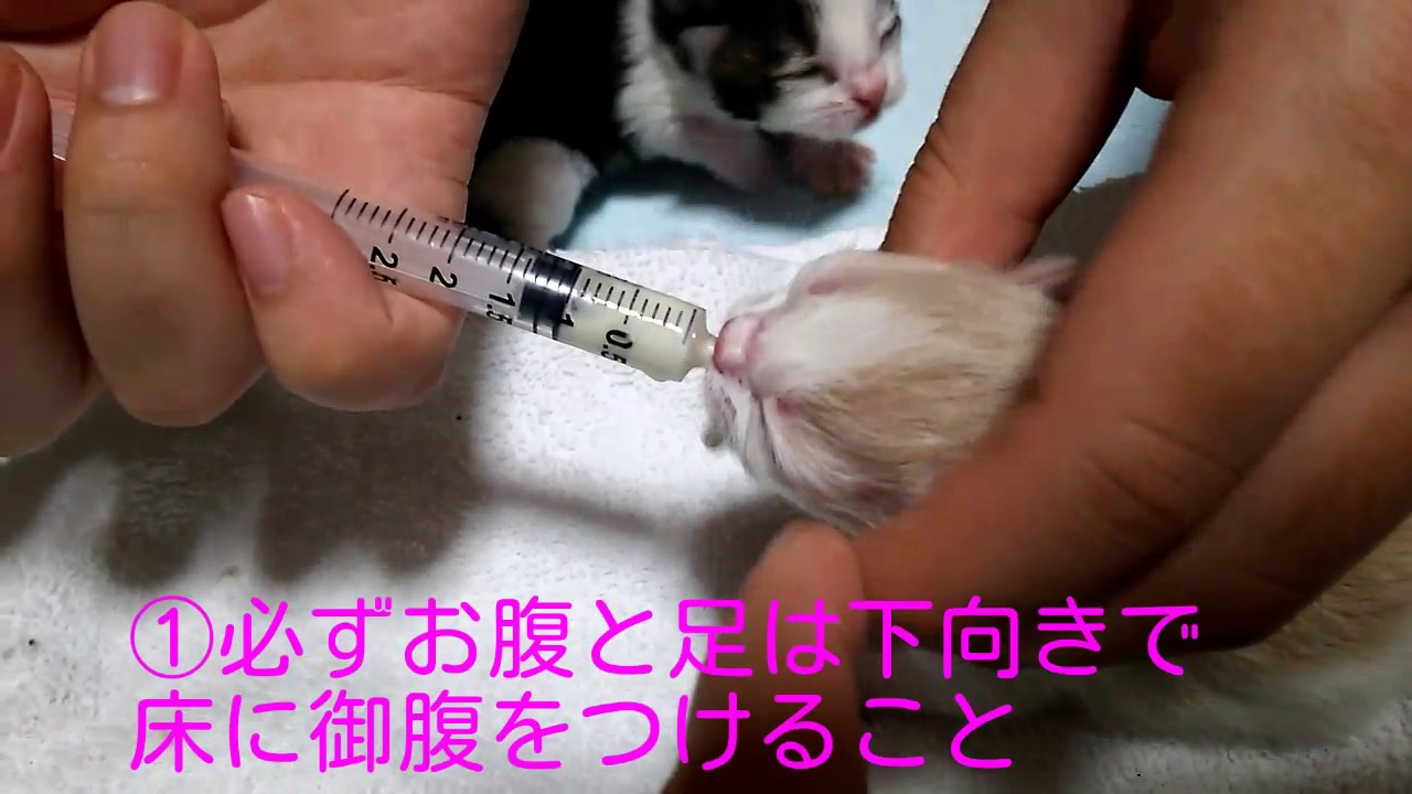 子猫へミルクを与える 方法