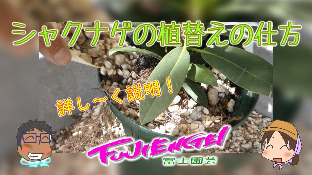 シャクナゲの植替えの仕方