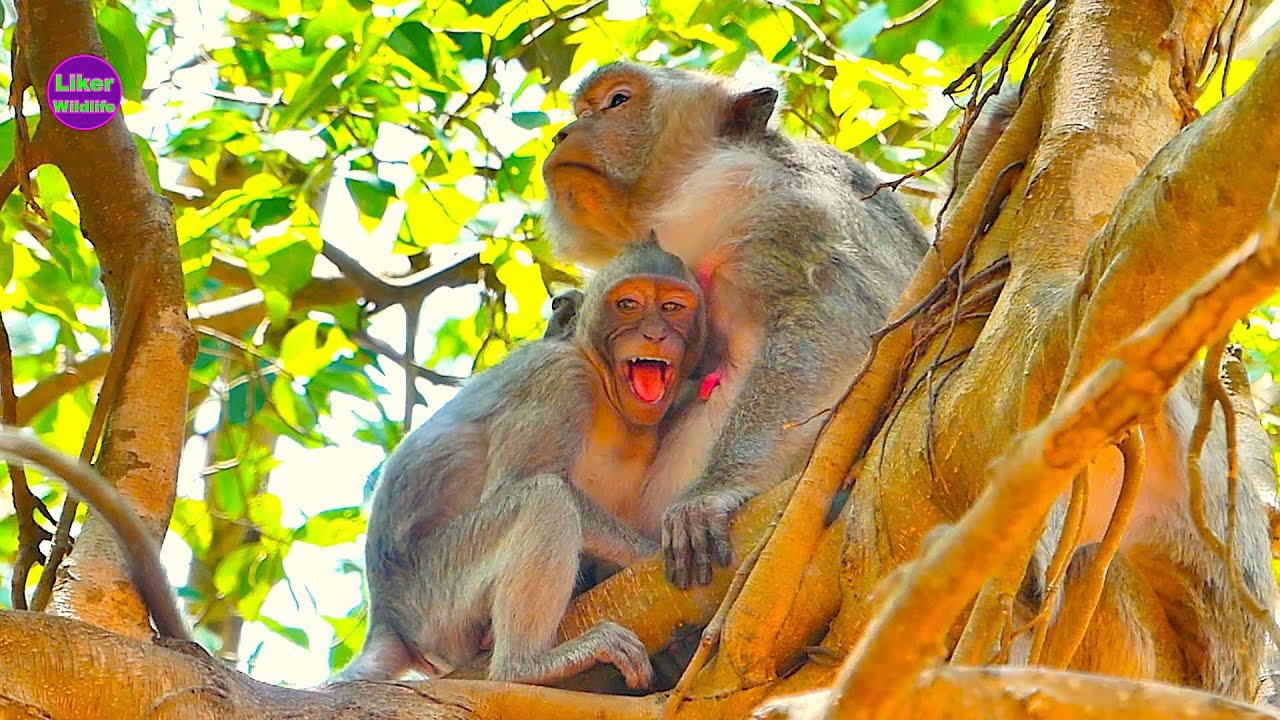Big child Monkey Haaland upset want to drink milk Mother pregnant Arina to take care comfort him