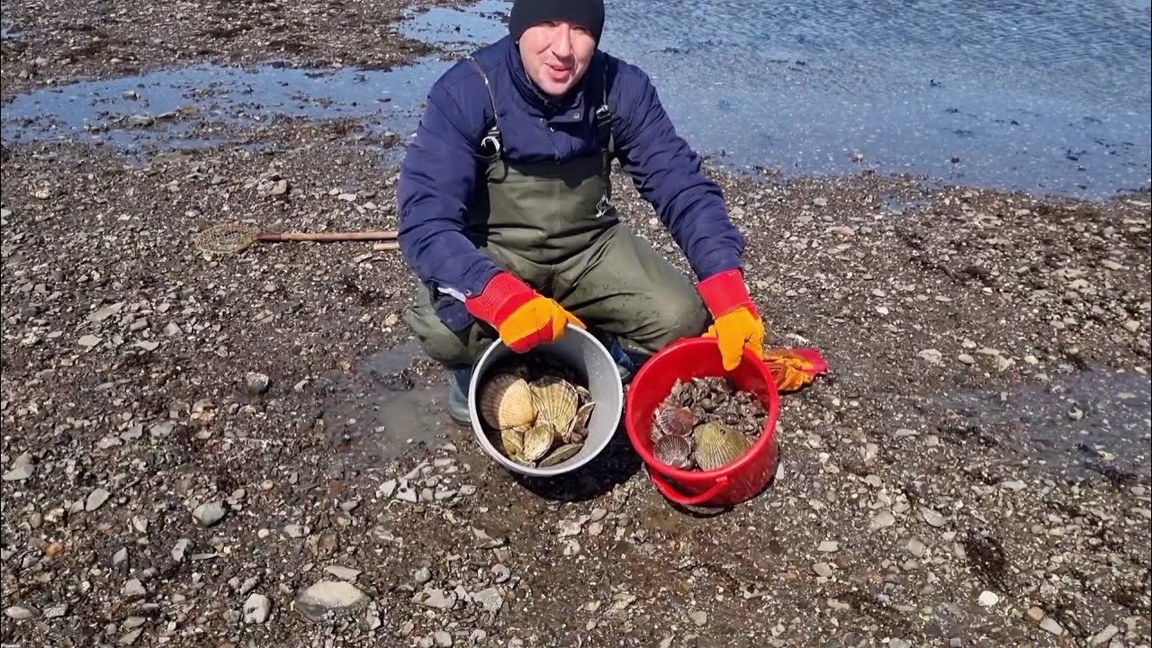 СБОР МОРЕПРОДУКТОВ-ВО ВРЕМЯ ОТЛИВА-КРУЧЕ ЧЕМ В РЕСТОРАНЕ!