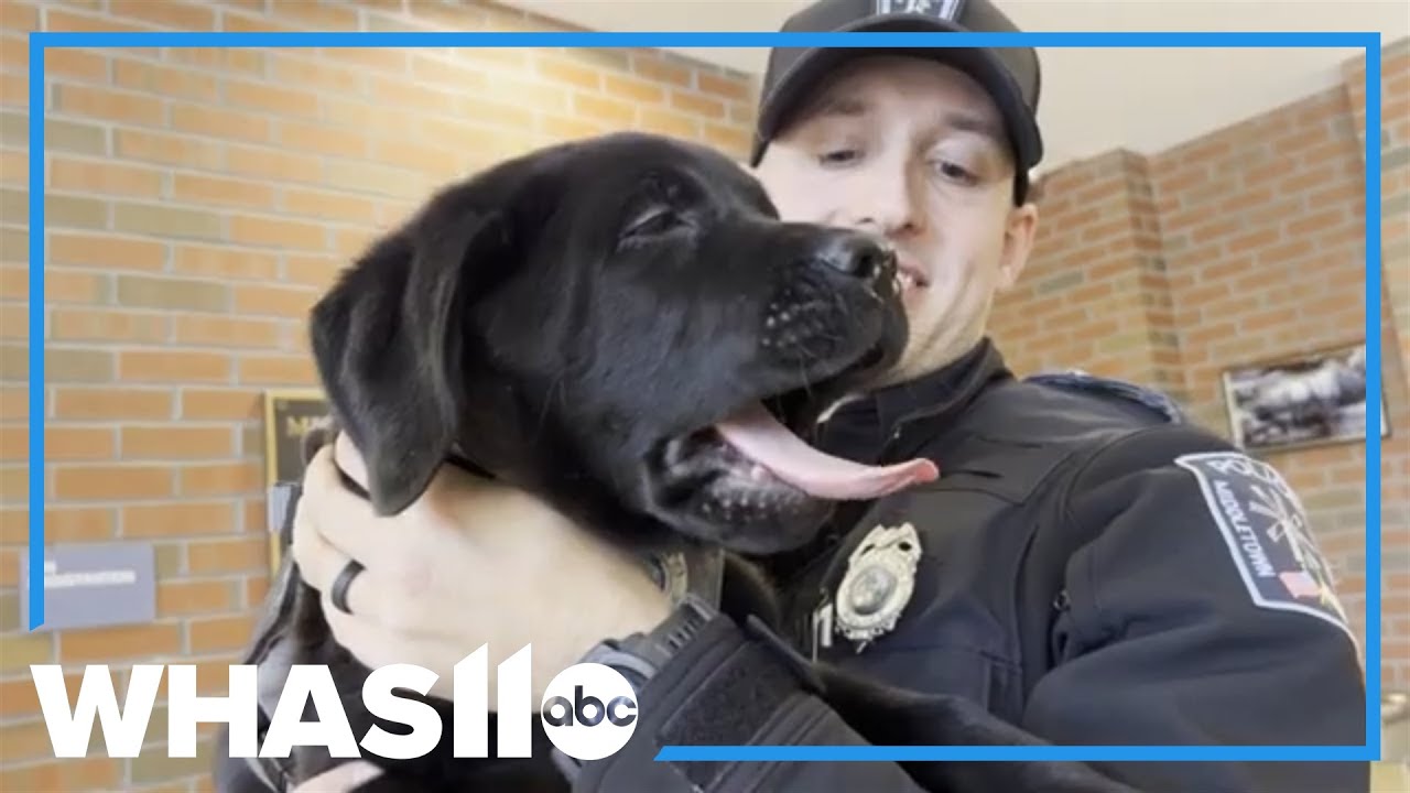 Middletown Police, MA, introduce comfort K-9 dog