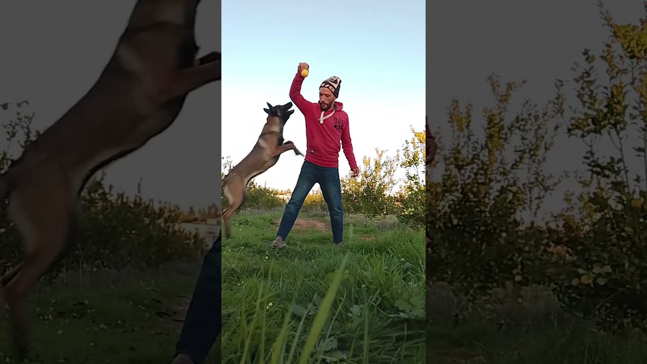 يوم جميل 🤩 في البادية مع لينا 🐕‍🦺🐕‍🦺 الزوينة ✅🛜 #الرباط #تفلت #الخميسات