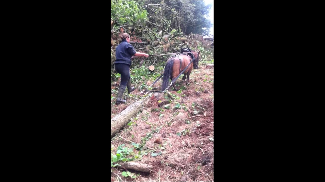 South West Lumberjacks, Tamar valley Horse Logging.