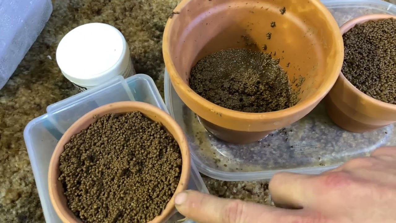 How much substrate do you need to buffer water for Caridina Shrimp Tank - Part 1