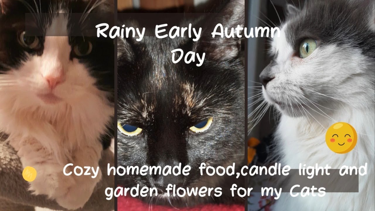 My kitties girls an i makes homemade food. Sunshine before the rain   #catfood #pet #catlife
