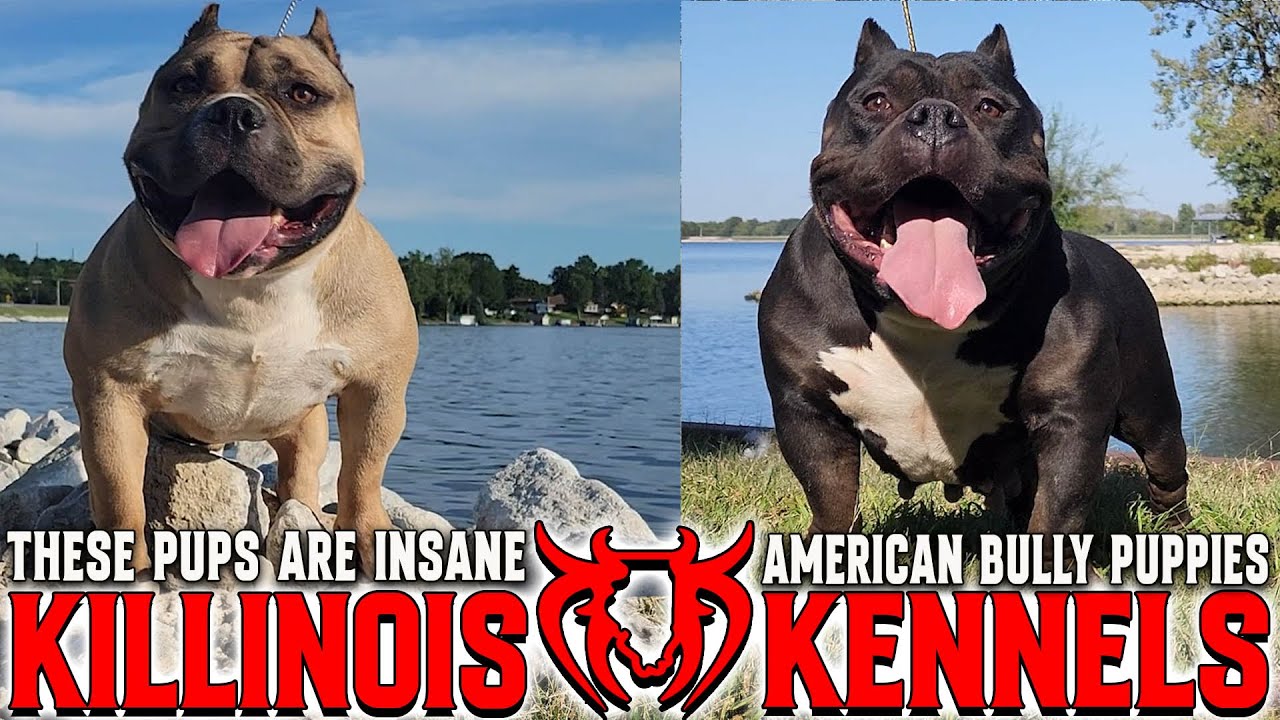 EXTREME AMERICAN BULLY PUPPIES FOR SALE FROM THE WORLD FAMOUS KILLINOIS KENNELS !!!