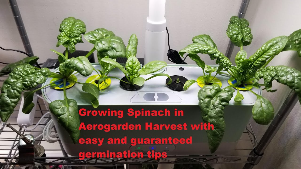 Growing Bloomsdale Spinach in Aerogarden Harvest with easy and guaranteed germination tips