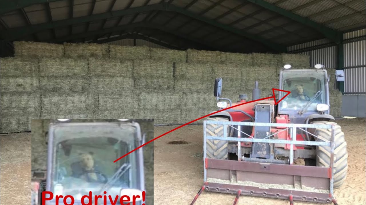 Big day for the Bale Baron! 5250 bales - 250 packs in one day! And a pro dog driver!