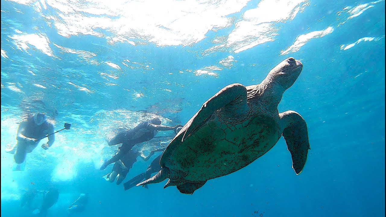 Wycieczka Rejs do Zatoki Marsa Mubarak Egipt z Port Ghalib. Rafa koralowa, żółwie i diugonie.