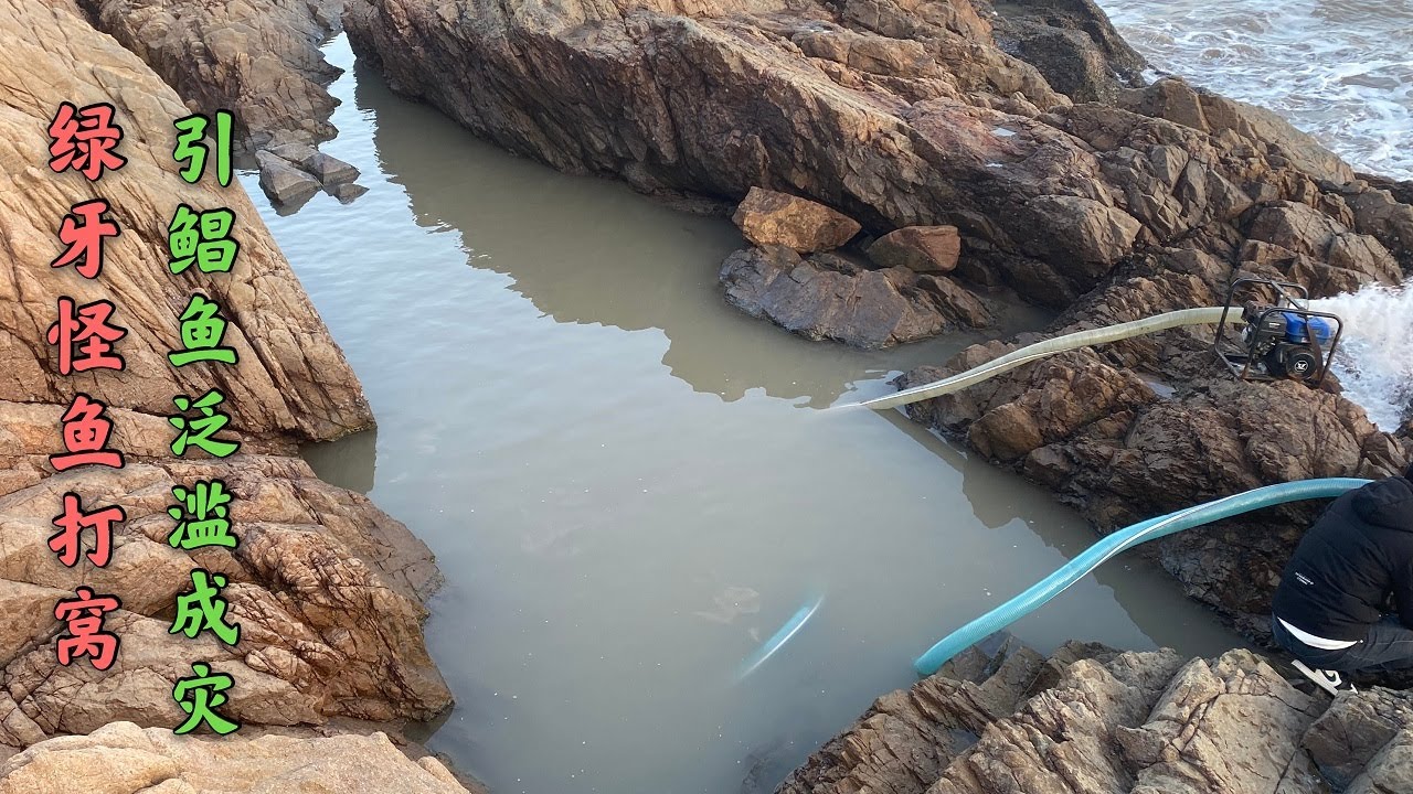 【阿向趕海】十幾公斤大頭魚打窩 引天敵鯧魚石斑結伴霸坑 空手爆抓40公斤 大賺5倍