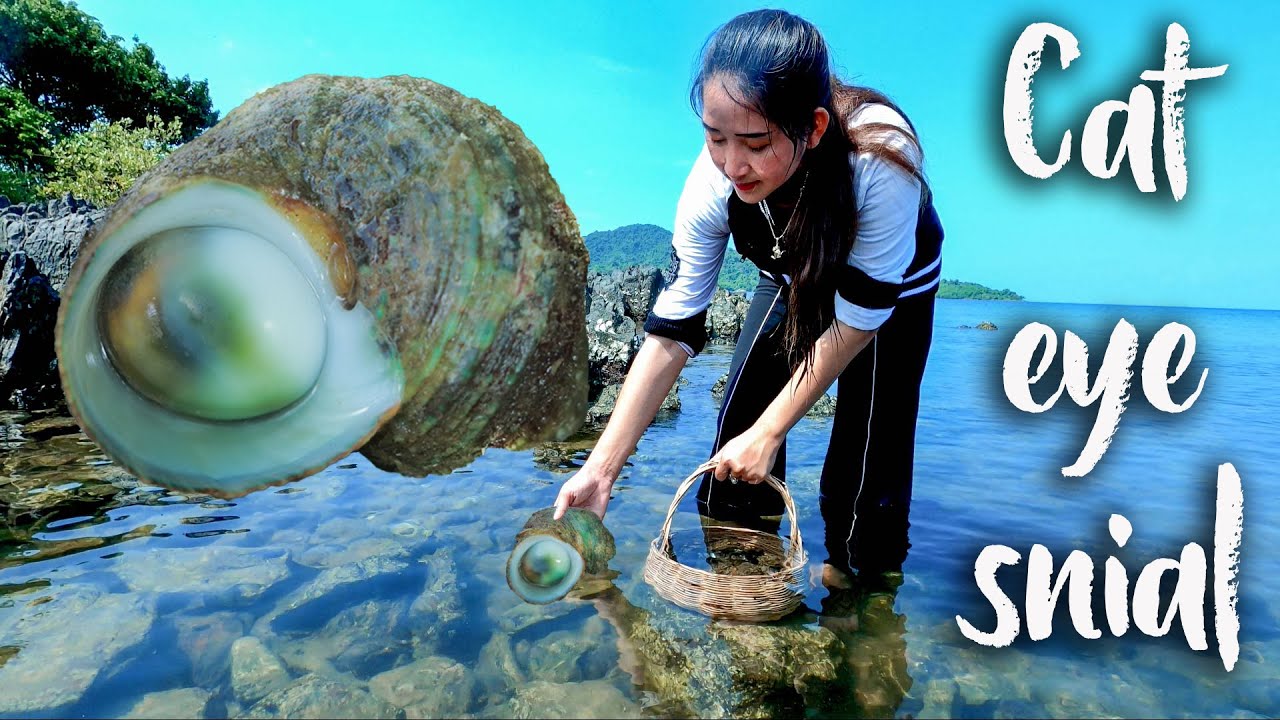 Collect cat eye sea snail on the island | The rare cat eye snail in marine zone | Cat eye snail cook