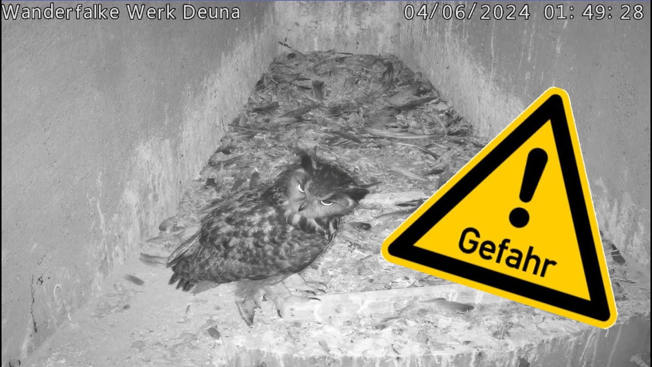 Gefährlicher Besuch am Nest...ein Uhu!