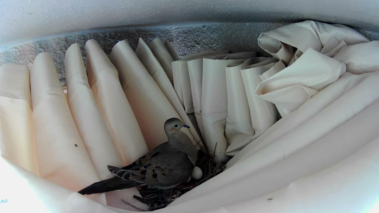 Morning Dove's nesting in my curtain! Day 1