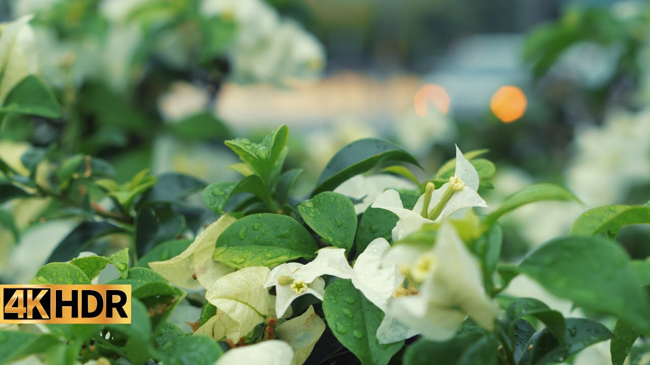 White flower - Background for Quran - No Copyright it is FREE