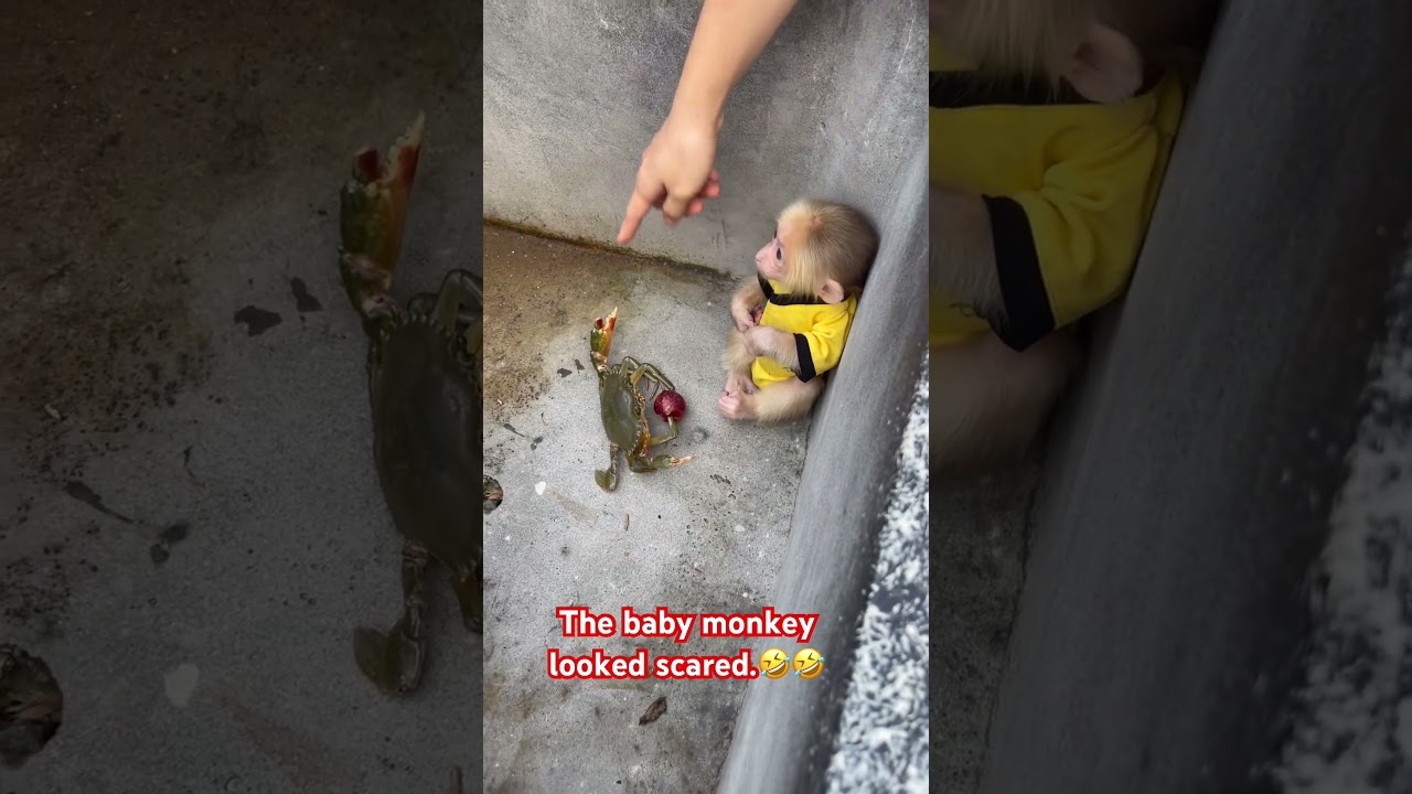 The baby monkey looked scared.#monkey #cute #babymonkey