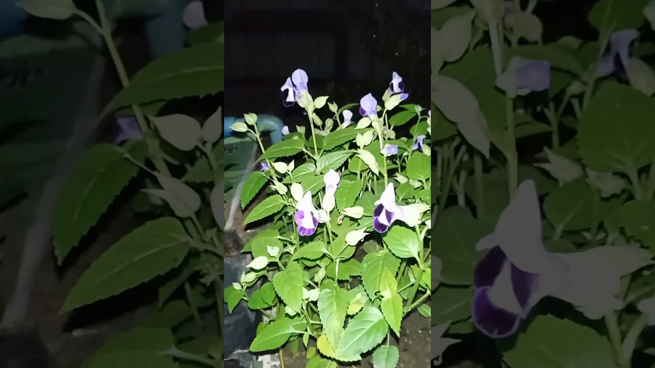 #Nature flower #seed