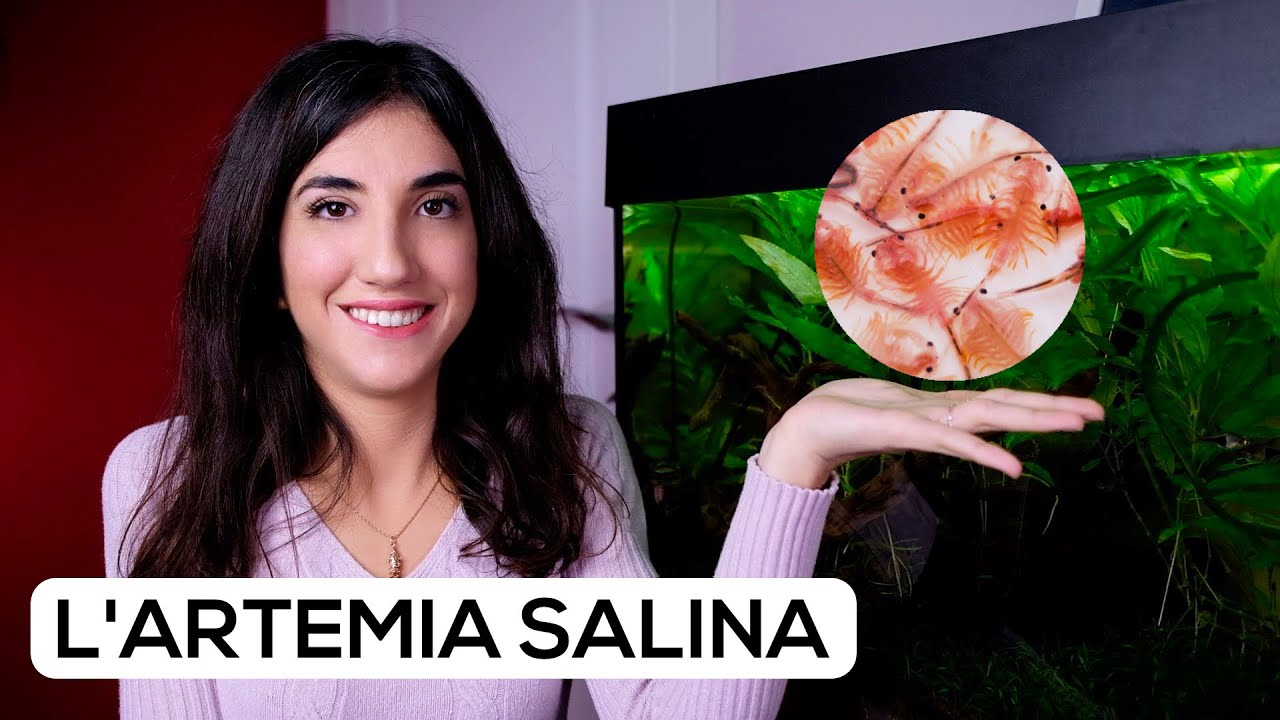 ALIMENTAZIONE dei pesci con ARTEMIA SALINA - NAUPLI e ADULTI