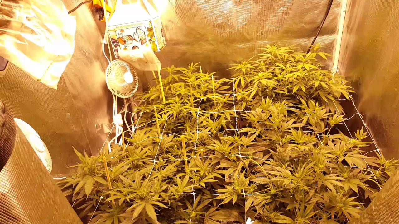 (SCROG) Why should I trellis net my plants?