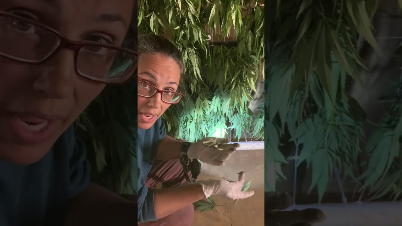 Sticky weed mold prevention