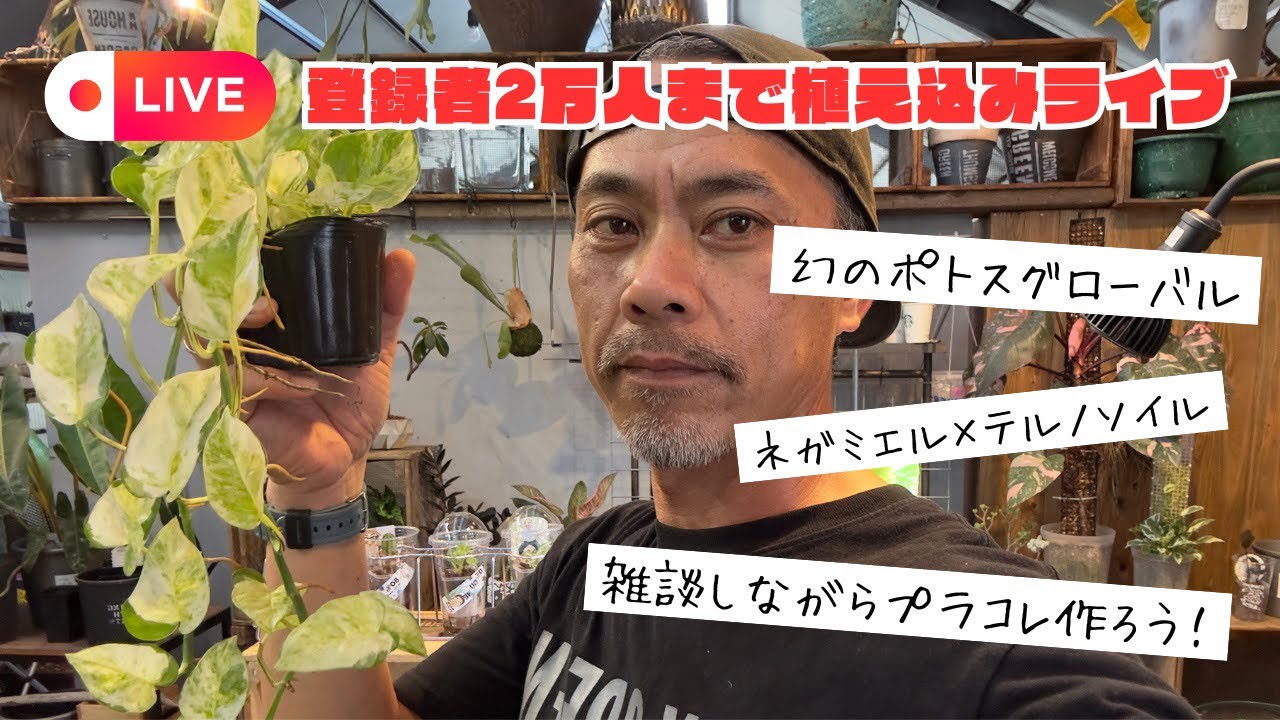 浅岡園芸のポトス革命チャンネル がライブ配信中！