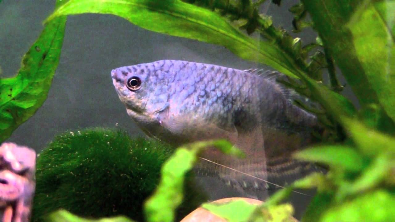 Gourami (trichogaster trichopterus) - Tropical Fish Profile