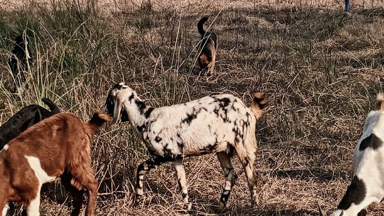 🐐 Goats Grazing in Dry Rhodes Grass Field | Full Sunshine Day with German Shepherd