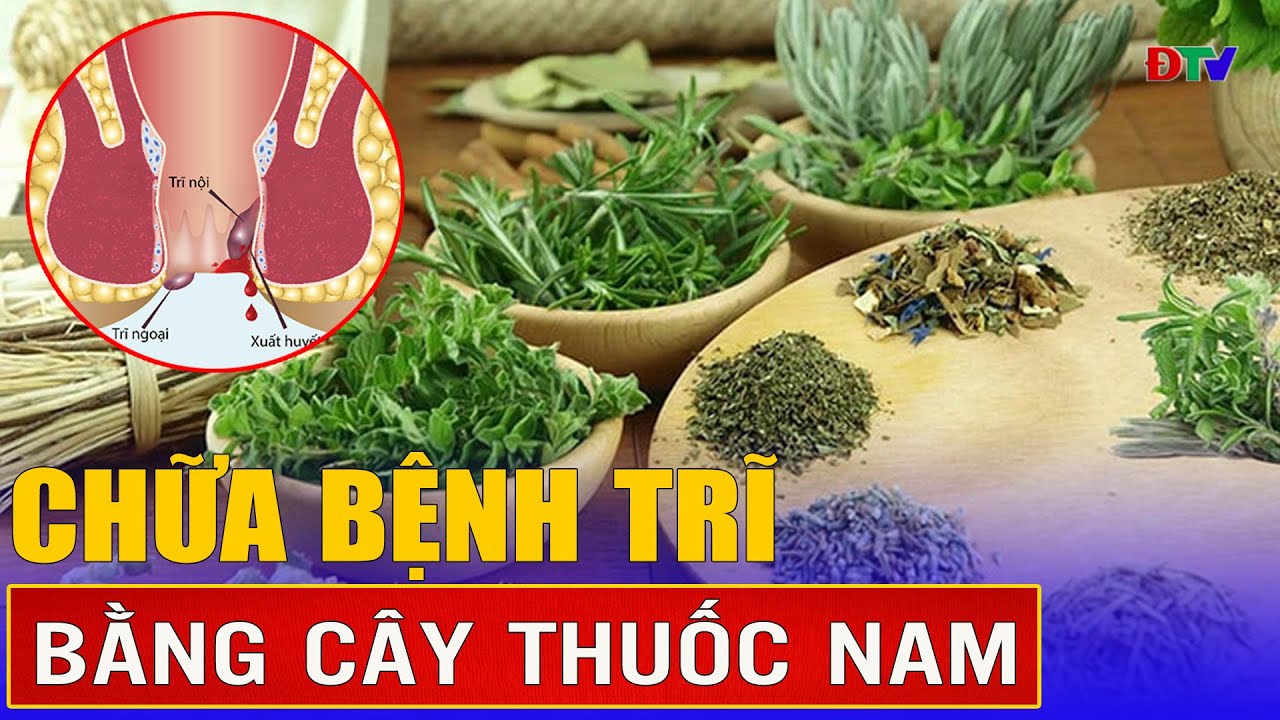 Chữa bệnh trĩ bằng cây thuốc nam | Điện Biên TV