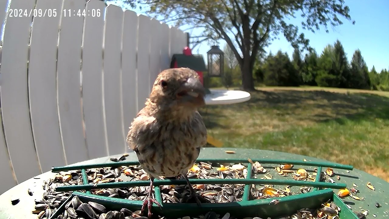 Birds.                 #UnBrokenFoundation #HealingPTSD #WatchingNature #Healingthroughnature 191