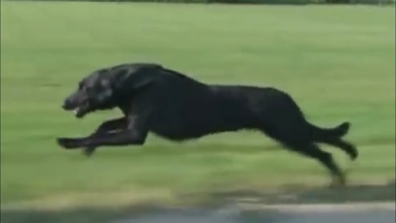 Dog Slow Motion Run Animation Reference
