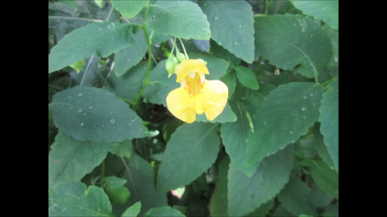 Courage In Life Stages Jewelweed Aug 2024