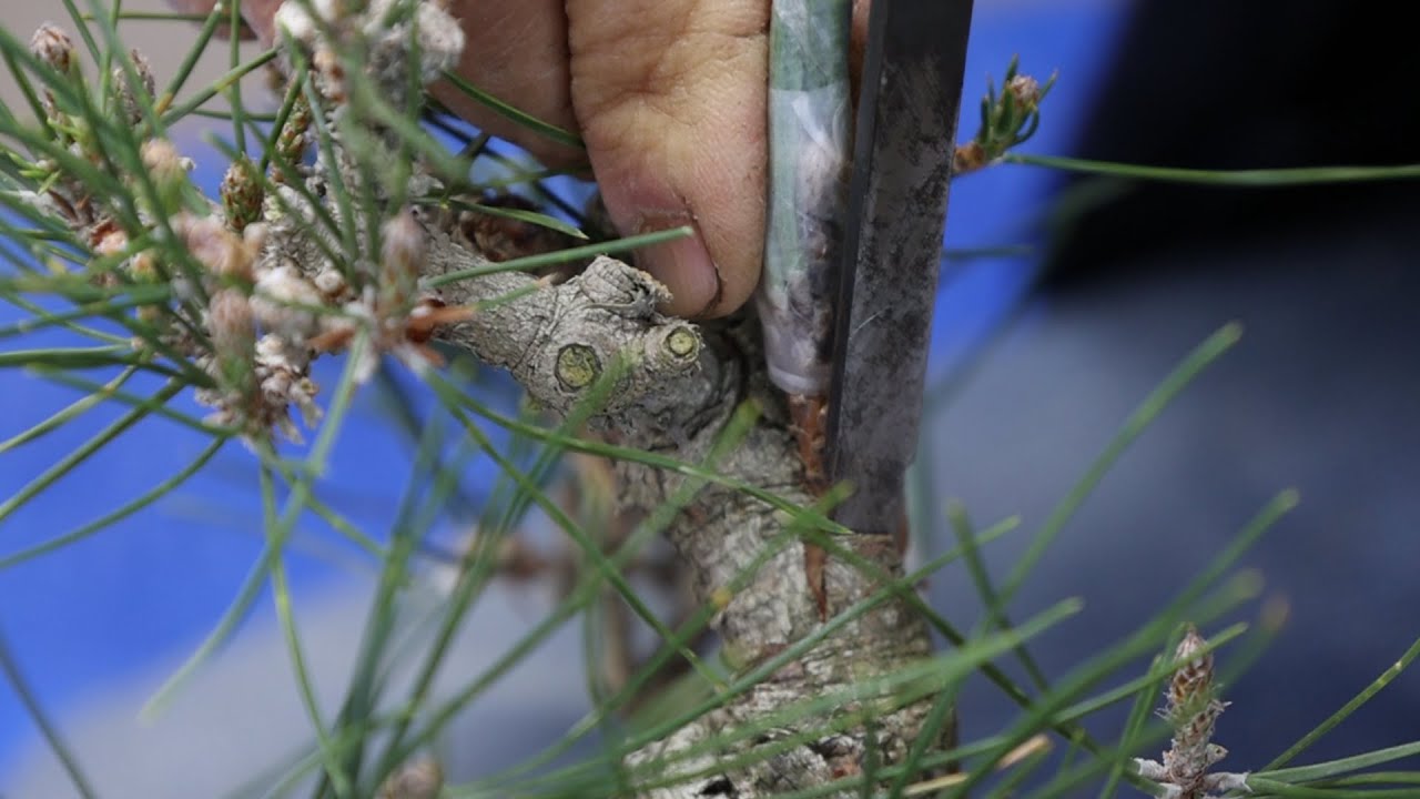 How to make a black pine branch & Juniper remake