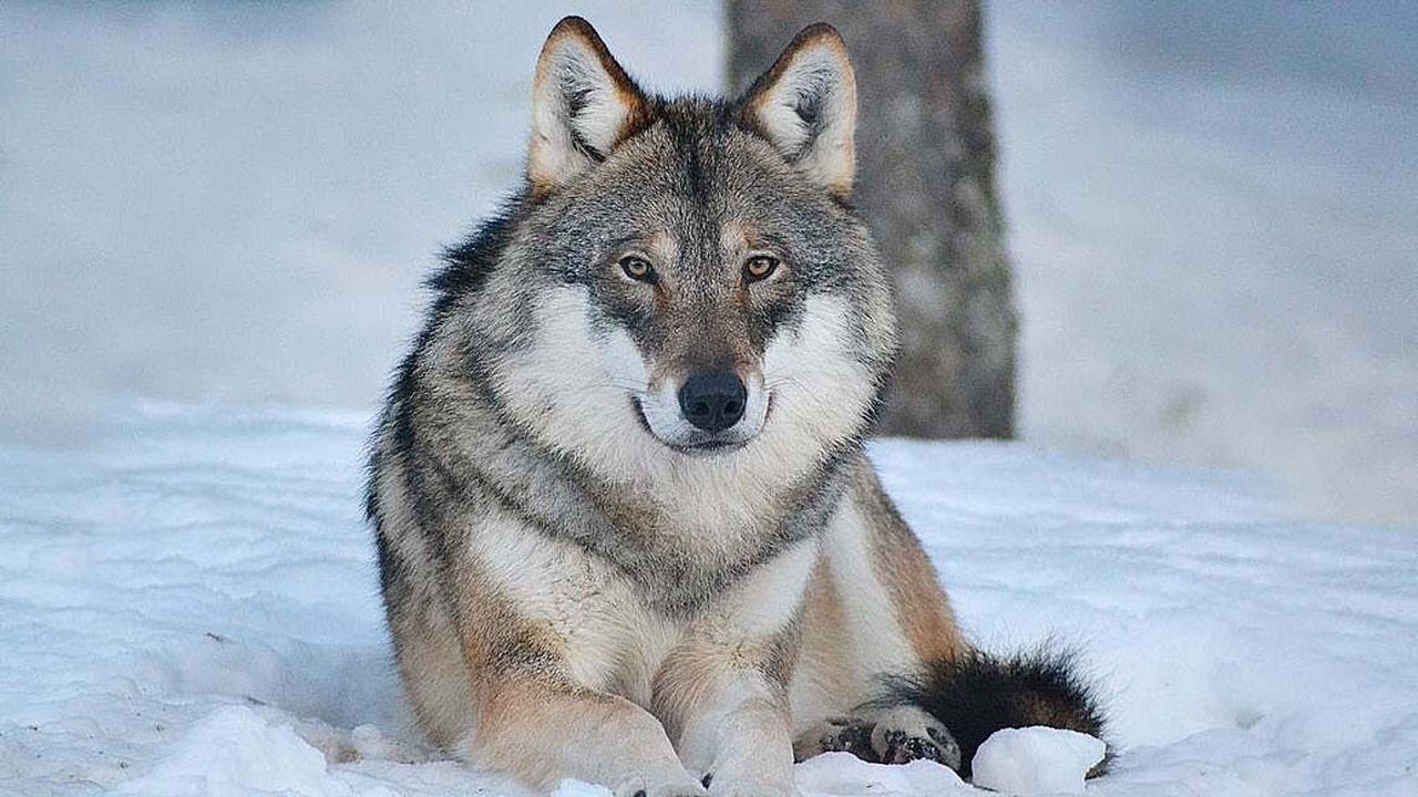 Офигенная Песня!👍🎶 Все Плакали Когда Слушали Эту Песню! ВОЛК - Wolf