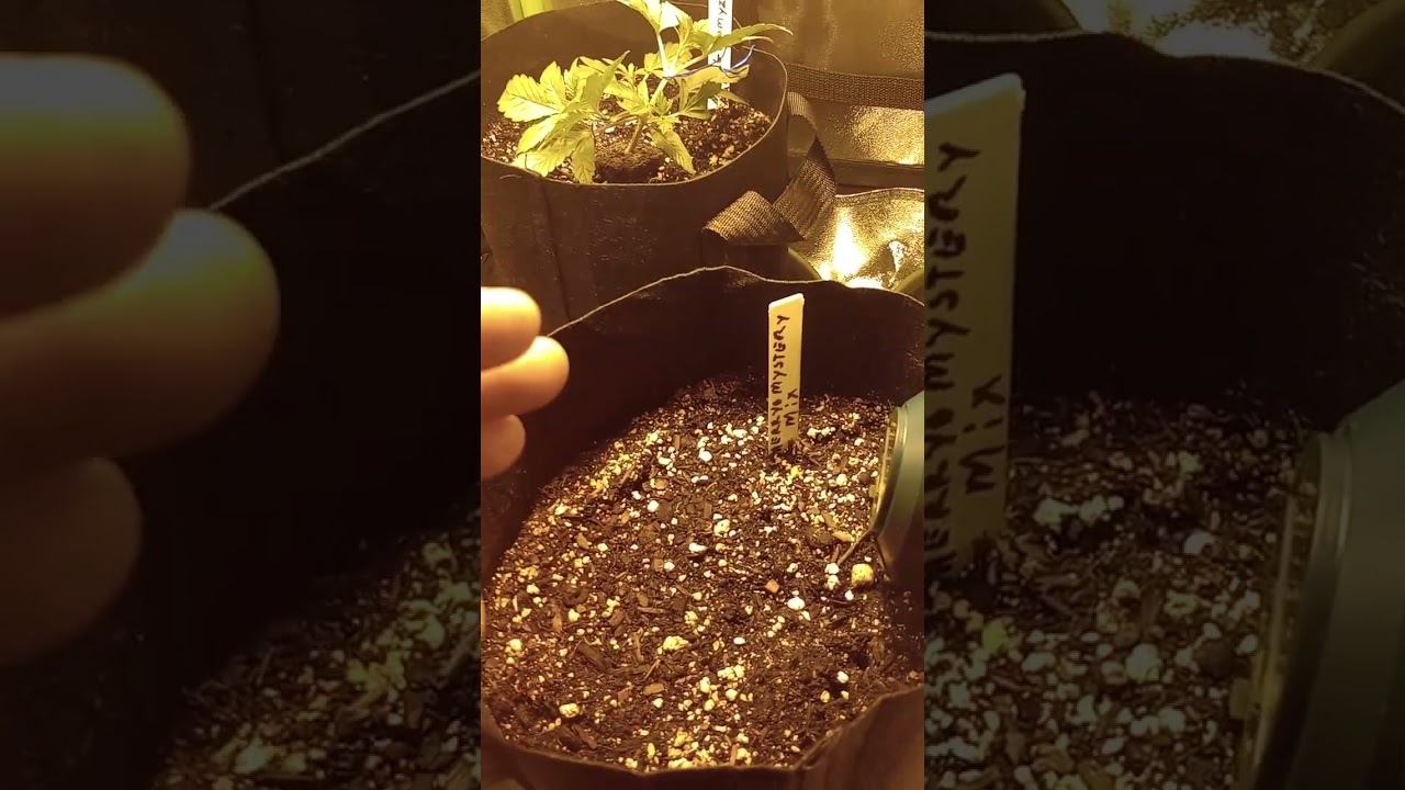Bud Grower Tent for Beginners