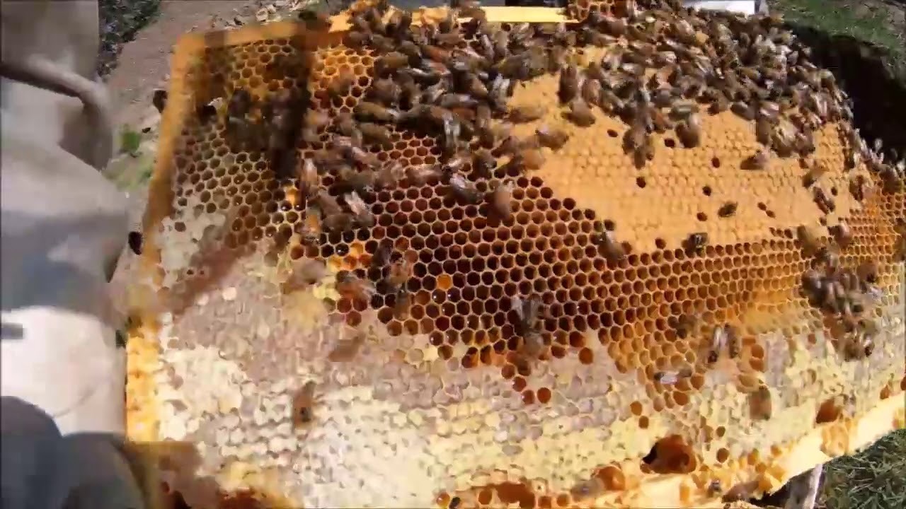 Hive Splitting Video #1 September 2020