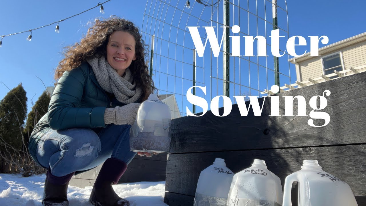 Winter Sowing Butterfly Weed | Here She  Grows