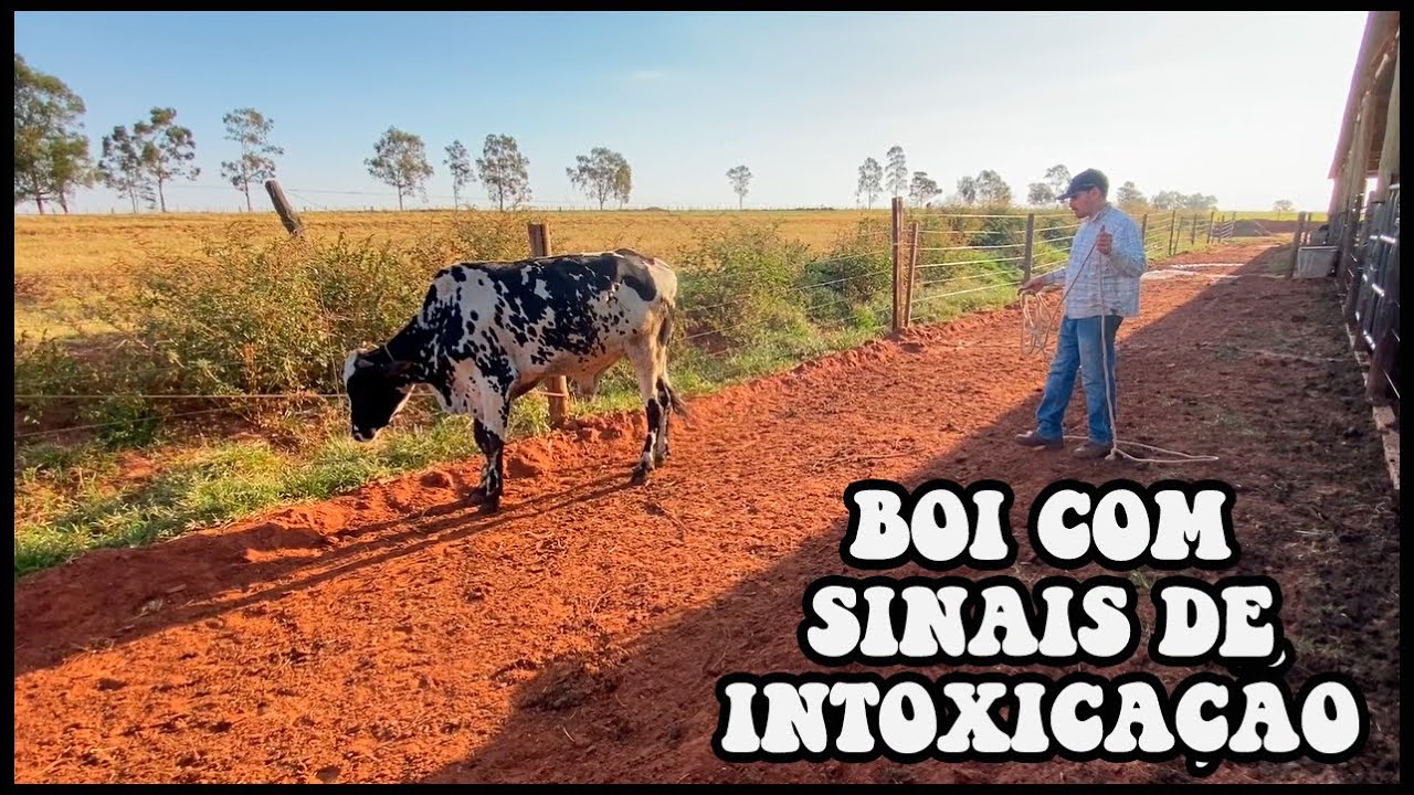 SER&Aacute; QUE O BOI EST&Aacute; INTOXICADO?  #confinamento #boi #engorda