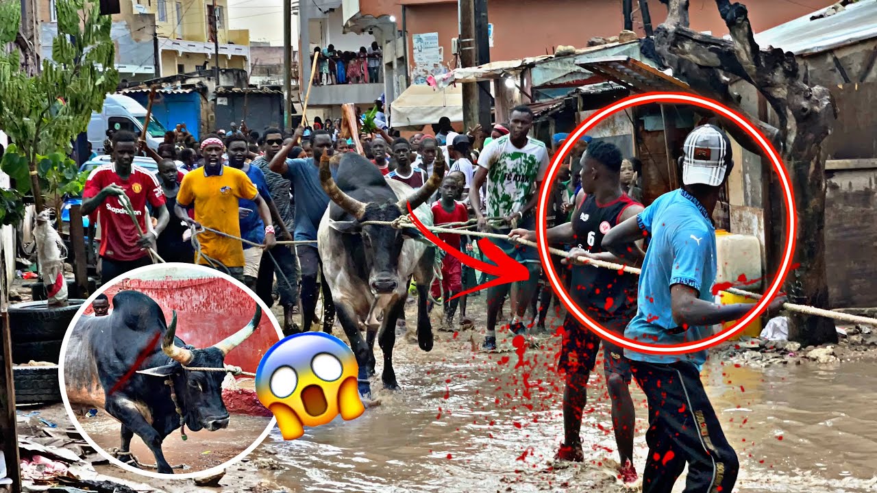 Thiaroye abrite un concours de bœuf très périlleux. Le Bœuf devait éliminer l'une des personnes qui.