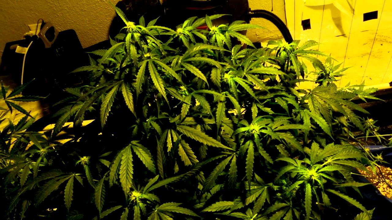 June8 auto magnum sourdeisel