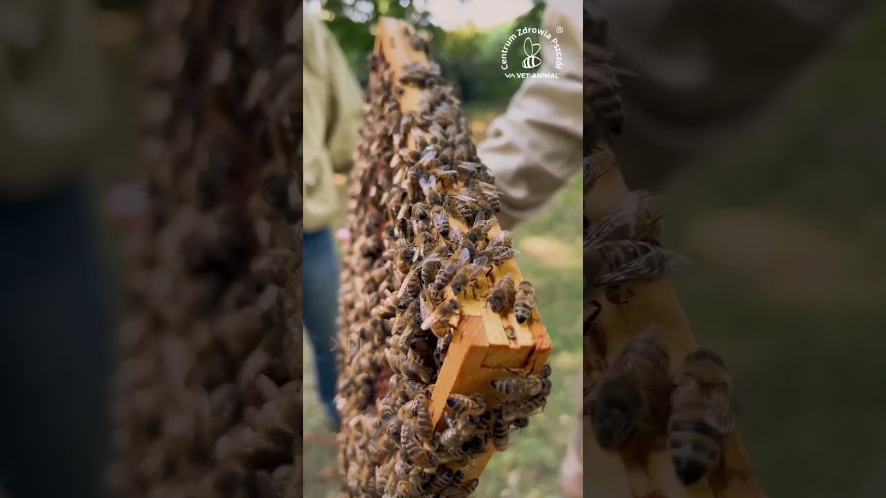 Część 1: 🐝Skąd wynikła potrzeba tworzenia produkt&oacute;w właśnie dla pszcz&oacute;ł?