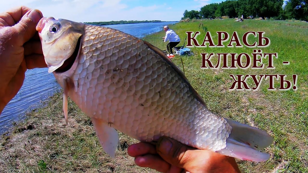 КАРАСЬ КЛЮЁТ - ЖУТЬ! Ловим фидером на Ахтубе