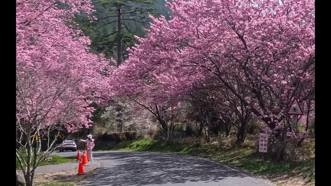 2026武陵花季露營
