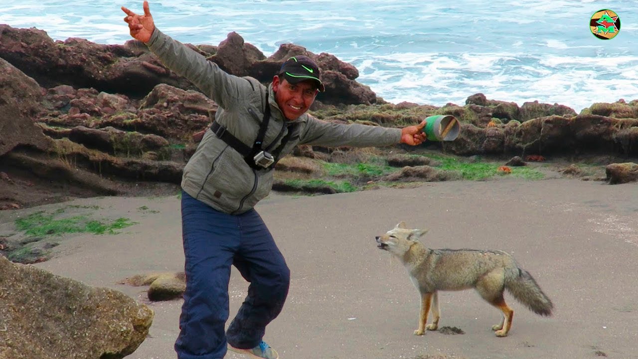 And Moll VS el Zorro Pescador en el Mar ☑️