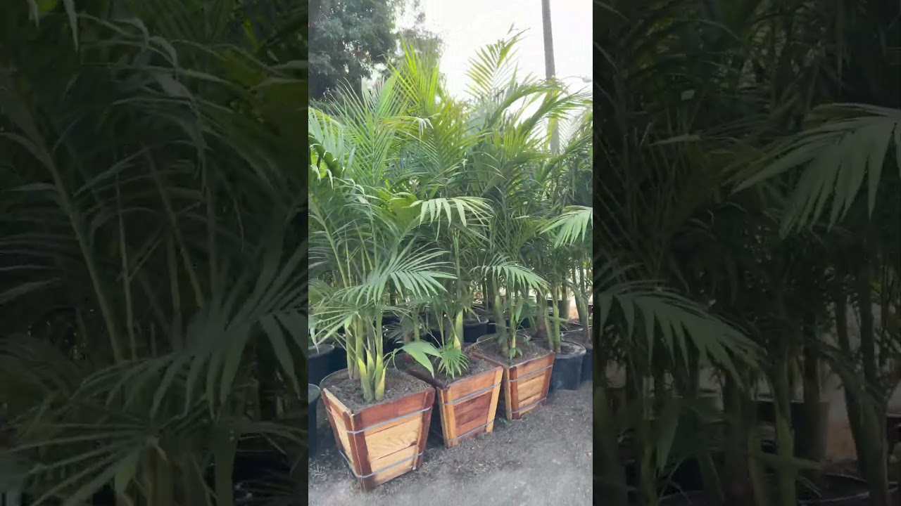 Beautiful king palms! 🌴