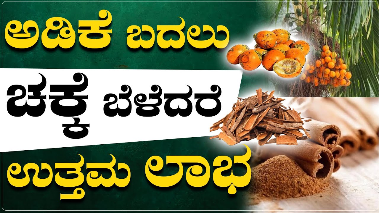 ಚಕ್ಕೆ ಬೆಳೆಯುವುದರಿಂದ 3 ಪ್ರಯೋಜನ ಇದೆ ಲಕ್ಷ ಲಕ್ಷ ಆದಾಯವಿದೆ | Cinnamon Farming in karnataka | #ದಾಲ್ಚಿನ್ನಿ