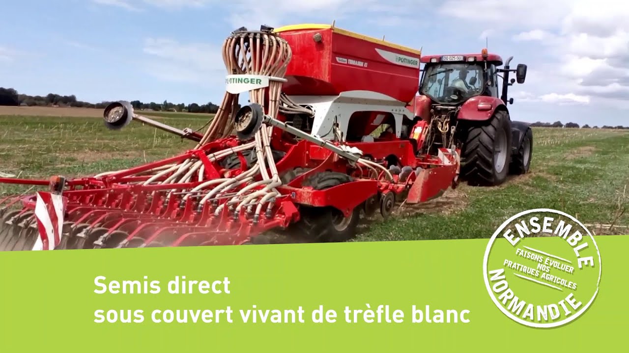 Semis direct sous couvert vivant de trèfle blanc