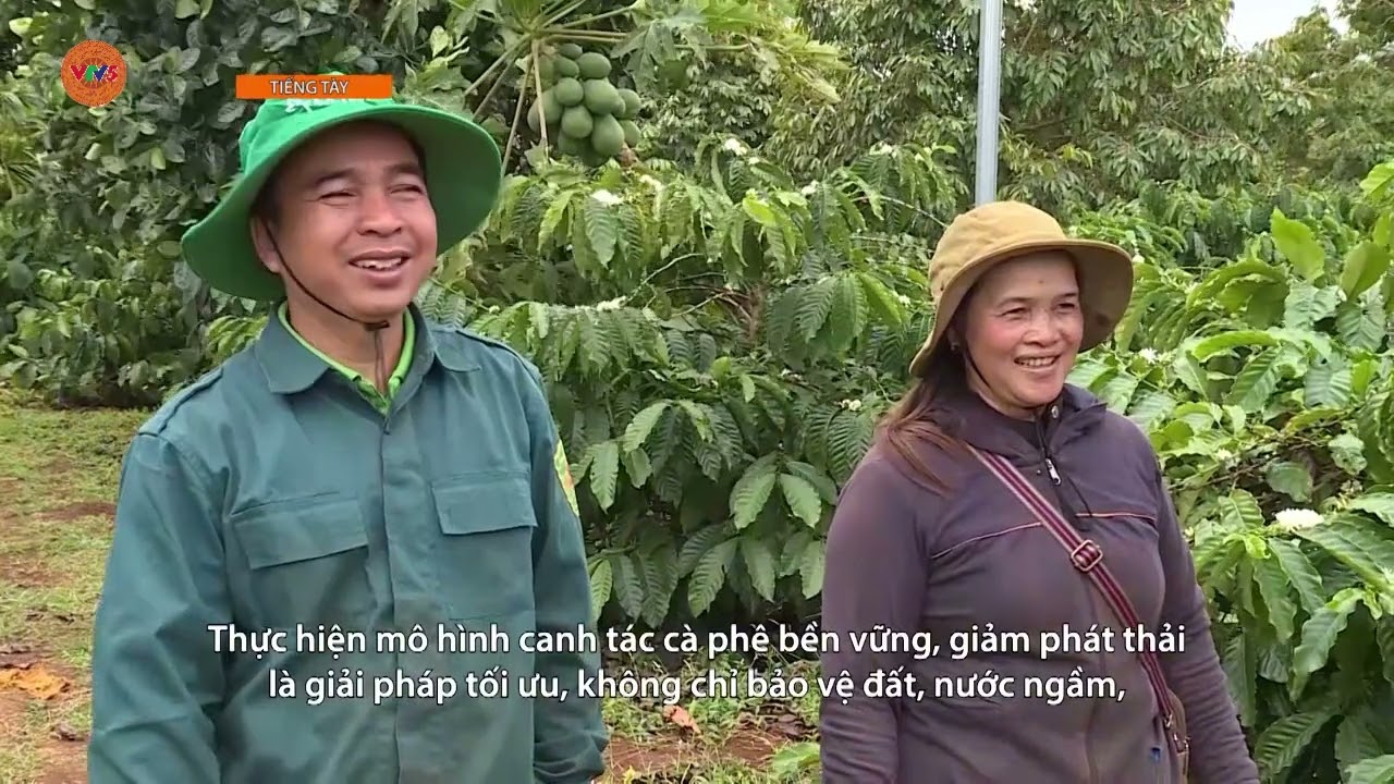 [TIẾNG TÀY] CANH TÁC CÀ PHÊ GIẢM PHÁT THẢI - HƯỚNG ĐI BỀN VỮNG | VTV5